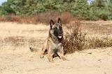 MALINOIS 104